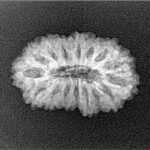 16 Mukhi Rudraksha 22.2mm 2gm - Xray
