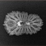 20 Mukhi Rudraksha 22.4mm 1.46gm - Xray