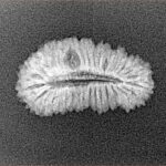 31 Mukhi Rudraksha 21.6mm 1.28gm - Xray