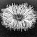14 Mukhi Rudraksha 26.1mm 3.53gm - Xray
