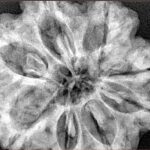 8 Mukhi Rudraksha 34mm 8.93gm - Xray
