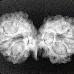 8 Mukhi G.S & Ganesh 32.1mm 4.67gm - Xray