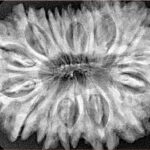16 Mukhi Rudraksha 34.9mm 7.4gm - Xray