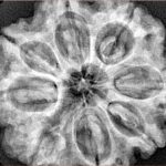 8 Mukhi Rudraksha 30.6mm 7.52gm - Xray