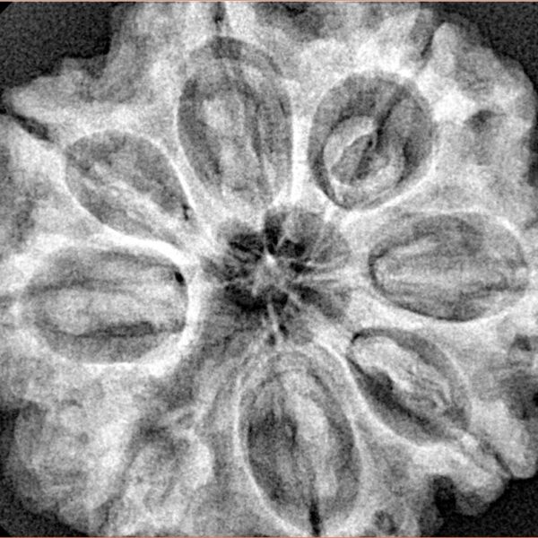 8 Mukhi Rudraksha 30.6mm 7.52gm - Xray