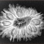 16 Mukhi Rudraksha 28mm 4.55gm - Xray
