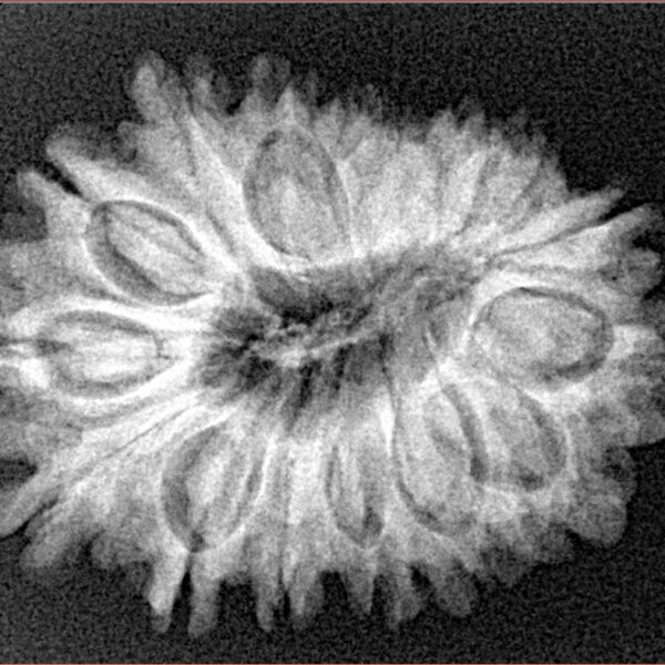 16 Mukhi Rudraksha 28mm 4.55gm - Xray