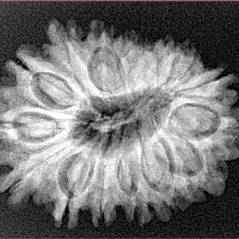 16 Mukhi Rudraksha 28mm 4.55gm - Xray