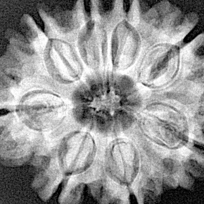 8 Mukhi Rudraksha 27.3mm 5.15gm - Xray