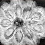 9 Mukhi Rudraksha 32.3mm 9.75gm - Xray