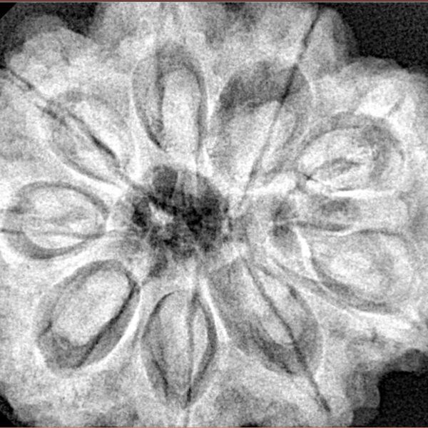 9 Mukhi Rudraksha 32.3mm 9.75gm - Xray
