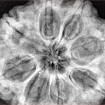 8 Mukhi Rudraksha 32.3mm 9.51gm - Xray