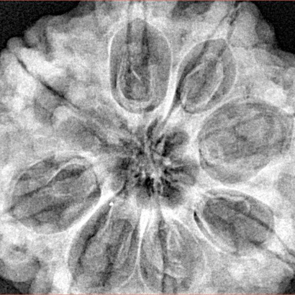 8 Mukhi Rudraksha 32.3mm 9.51gm - Xray