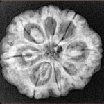 8 Mukhi Rudraksha 24.9mm 4.99gm - Xray