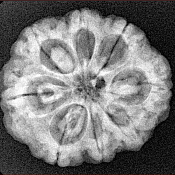 8 Mukhi Rudraksha 24.9mm 4.99gm - Xray