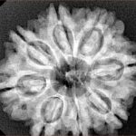 8 Mukhi Rudraksha 27.7mm 5.49gm - Xray