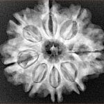 8 Mukhi Rudraksha 25.8mm 4.79gm - Xray
