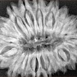 18 Mukhi Rudraksha 32.4mm 6.87gm - Xray