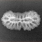 21 Mukhi Rudraksha 24mm 1.22gm - Xray