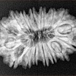 16 Mukhi Rudraksha 28mm 3.72gm - Xray