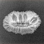 27 Mukhi Rudraksha 22.3mm 1.27gm - Xray
