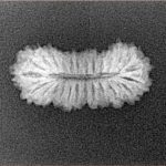 26 Mukhi Rudraksha 22.2mm 1.25gm - Xray