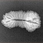 24 Mukhi Rudraksha 23.8mm 1.6gm - Xray