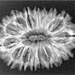 16 Mukhi Rudraksha 28.6mm 3.61gm - Xray