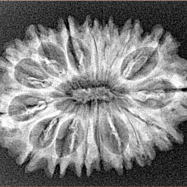 16 Mukhi Rudraksha 28.6mm 3.61gm - Xray