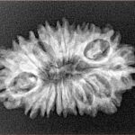 17 Mukhi Rudraksha 27.3mm 3.15gm - Origin: Nepal - Xray
