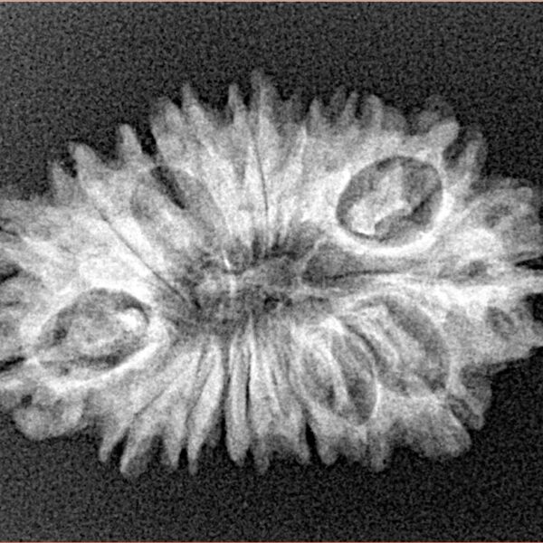17 Mukhi Rudraksha 27.3mm 3.15gm - Origin: Nepal - Xray