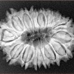 16 Mukhi Rudraksha 29.4mm 4.84gm - Xray