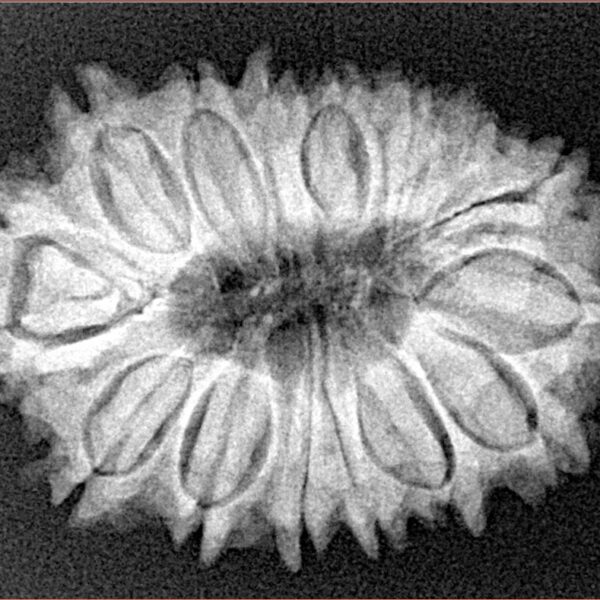 16 Mukhi Rudraksha 29.4mm 4.84gm - Xray