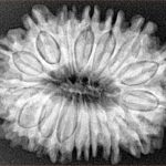 16 Mukhi Rudraksha 30.3mm 5.78gm - Xray