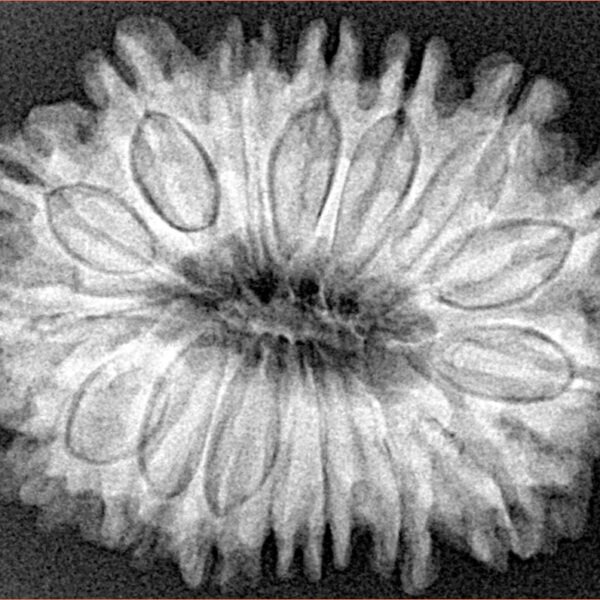16 Mukhi Rudraksha 30.3mm 5.78gm - Xray