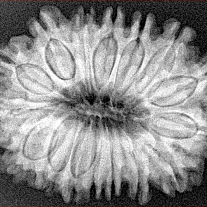 16 Mukhi Rudraksha 30.3mm 5.78gm - Xray
