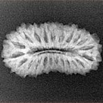 22 Mukhi Rudraksha 25mm 2.31gm - Xray