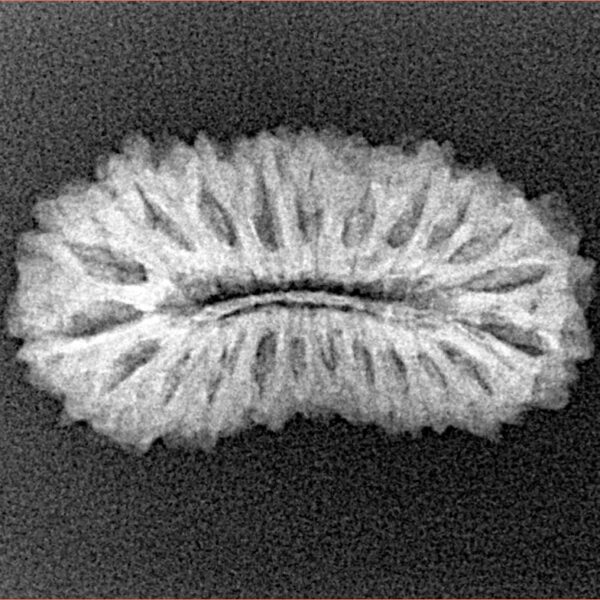 22 Mukhi Rudraksha 25mm 2.31gm - Xray