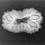 14 Mukhi Rudraksha 24mm 2.31gm - Xray
