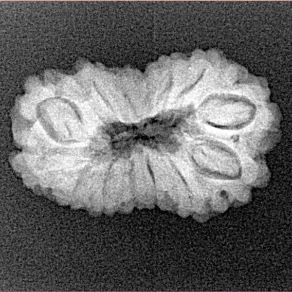 14 Mukhi Rudraksha 24mm 2.31gm - Xray