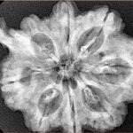 8 Mukhi Ganesh 31.8mm 5.77gm - Xray