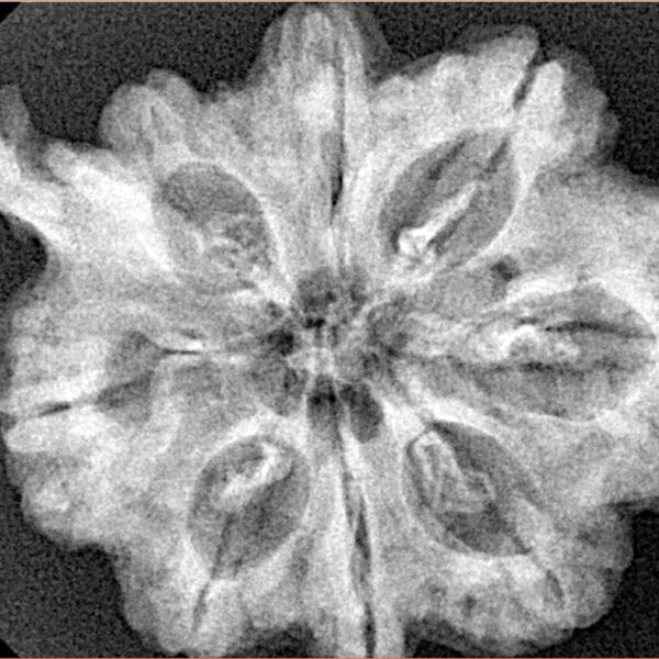 8 Mukhi Ganesh 31.8mm 5.77gm - Xray