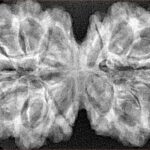 14 Mk Gaurishankar 40.2mm 7.48gm - Xray