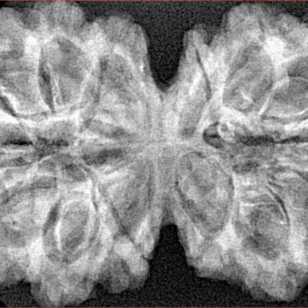 14 Mk Gaurishankar 40.2mm 7.48gm - Xray