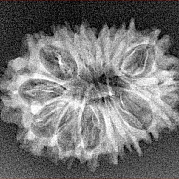 16 Mukhi Rudraksha 25.4mm 2gm - Xray