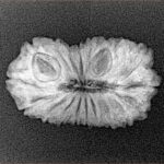19 Mukhi Rudraksha 23.9mm 2.25gm - Xray