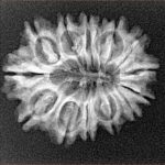 14 Mukhi Rudraksha 24.1mm 2.85gm - Xray