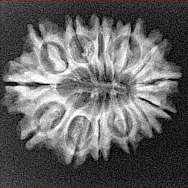 14 Mukhi Rudraksha 24.1mm 2.85gm - Xray