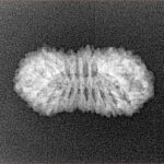 22 Mukhi Rudraksha 22mm 1.61gm - Xray