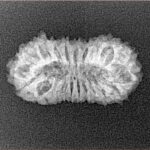 21 Mukhi Rudraksha 23mm 1.76gm - Xray